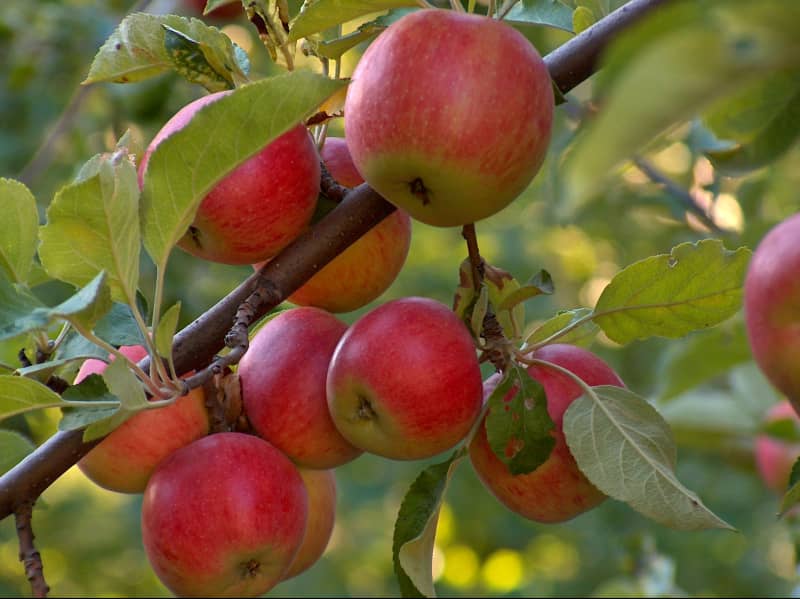 Пепін шафранний — 250 кг яблук з одного дерева